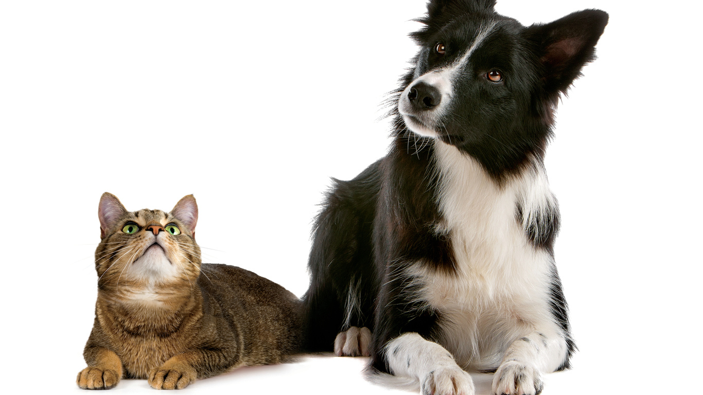 Кот и пёс на кого-то смотрят