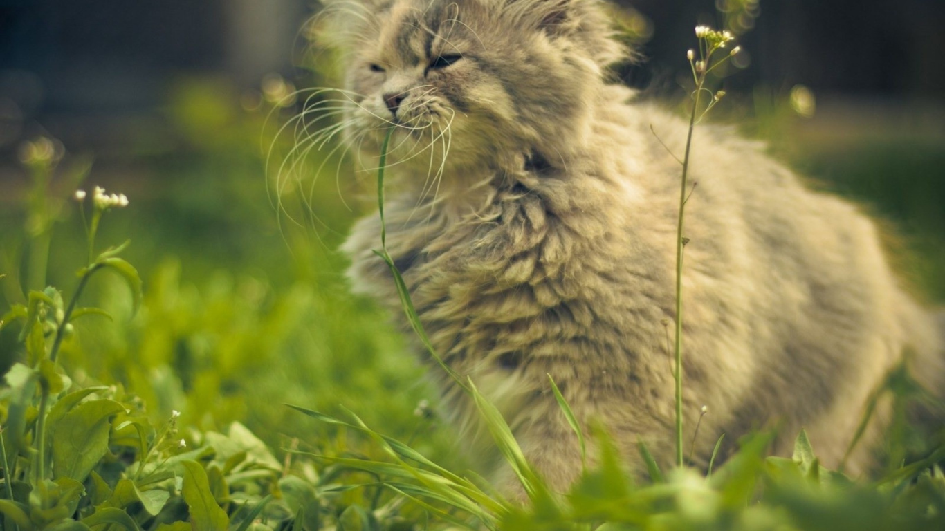 Кошка ест цветы