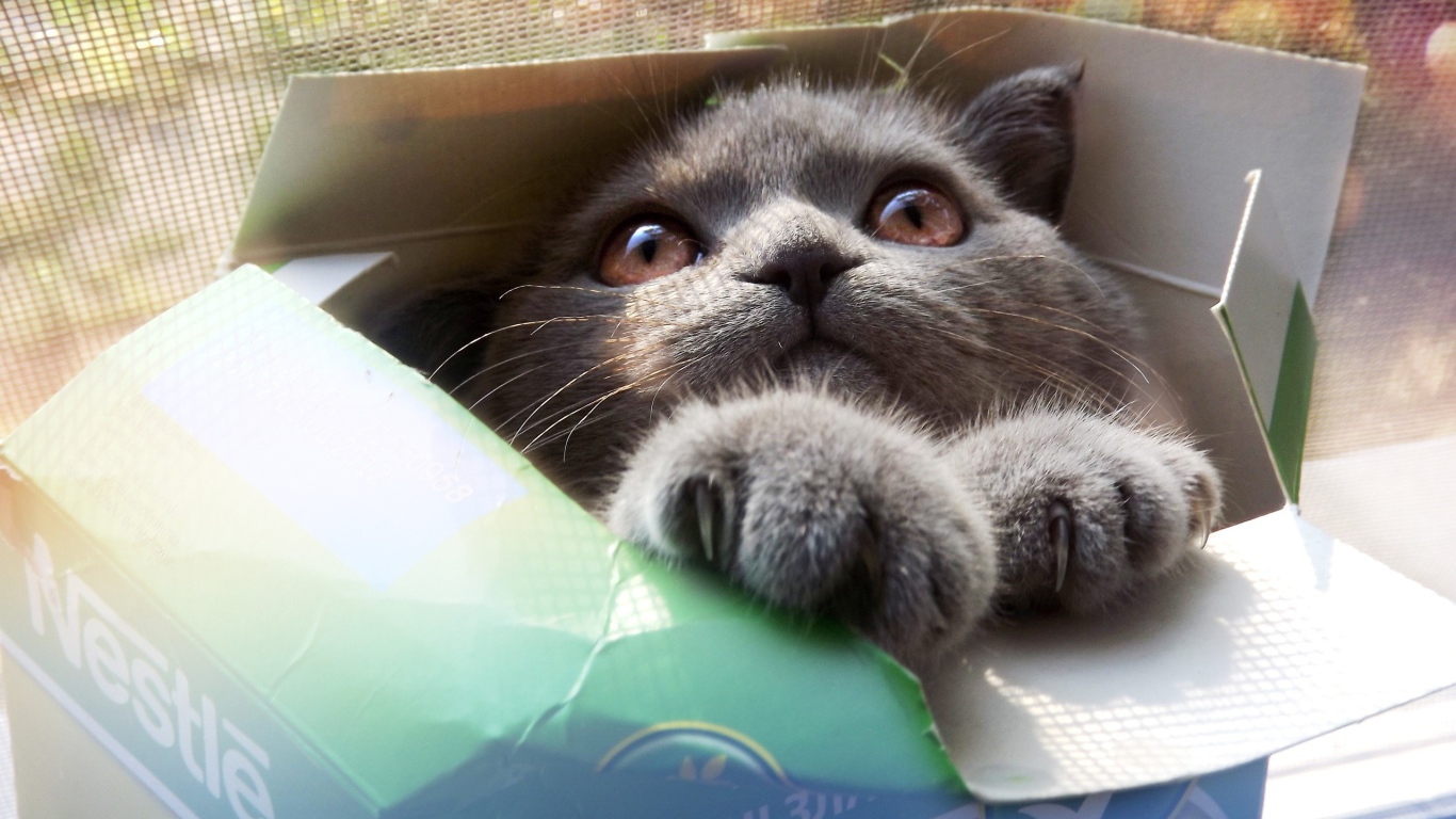 Кошка в коробке