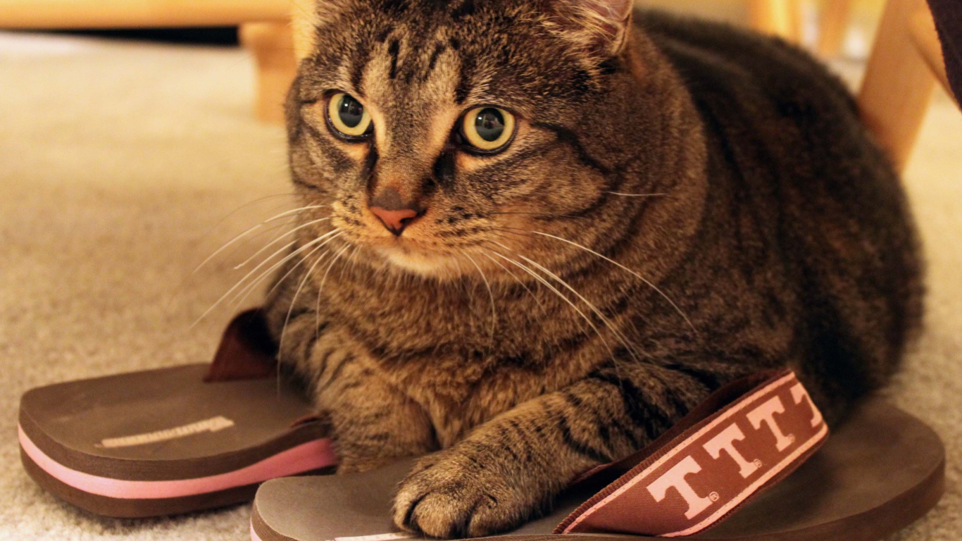 Кот на тапочках