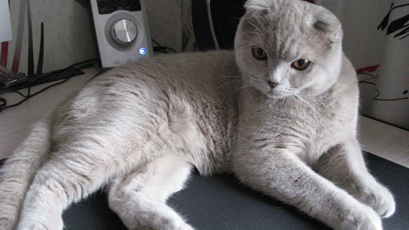 Милый серый шотландский вислоухий кот