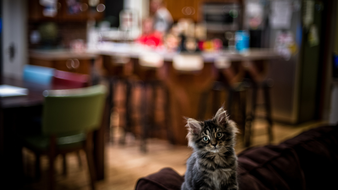 Симпатичный малыш мейн-кун