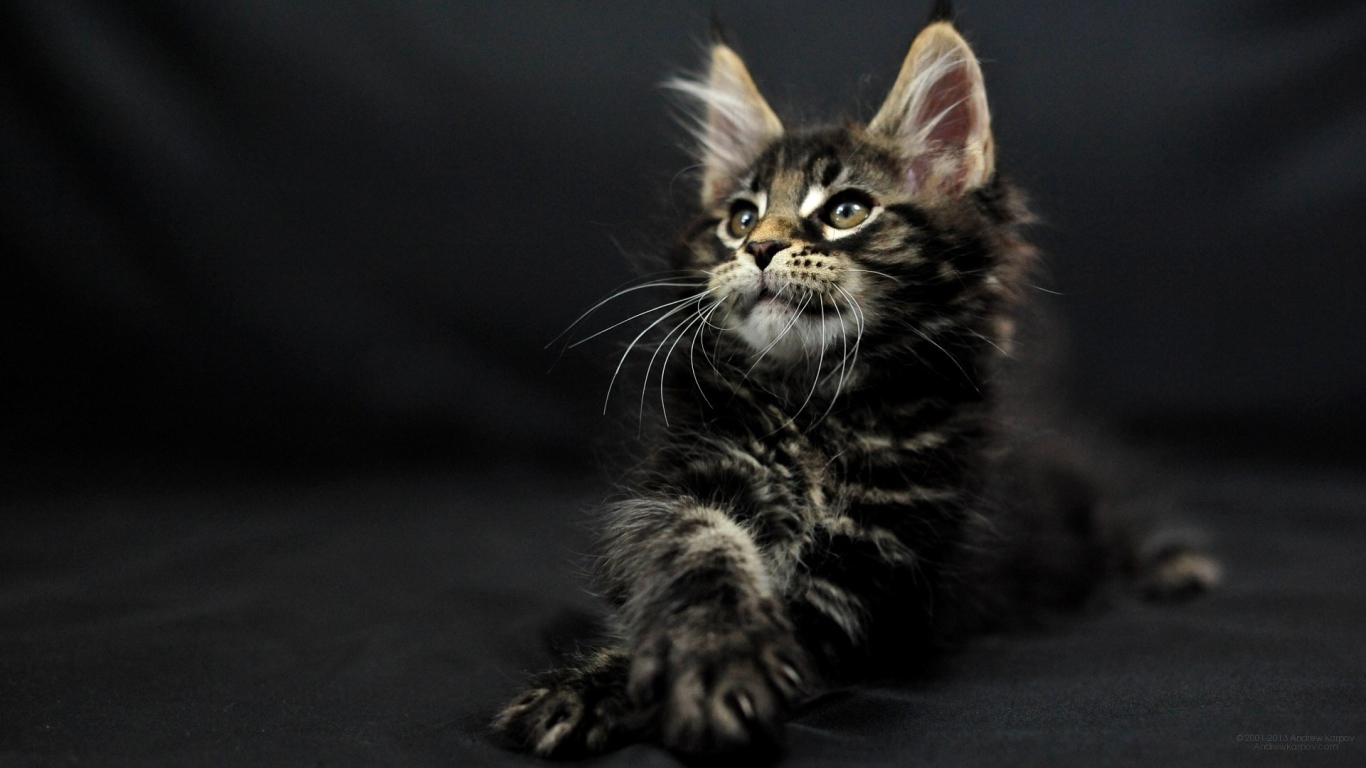 Маленький симпатичный тёмного окраса кот мейн-кун