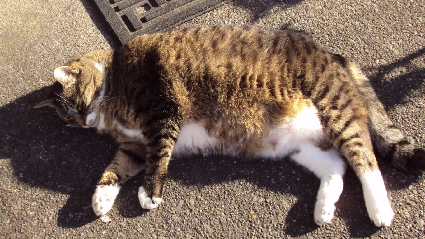 Толстый кот в тени