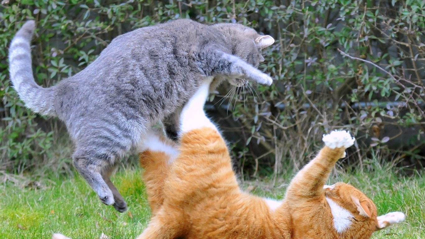 Драка котов