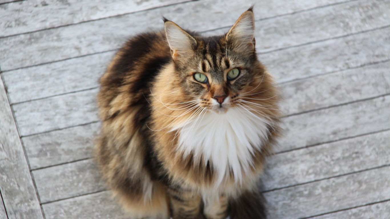 Сосредоточенный кот мейн-кун