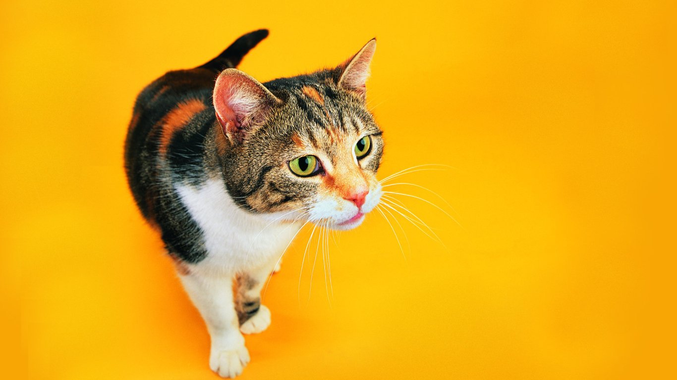 Смешной кот на оранжевом фоне