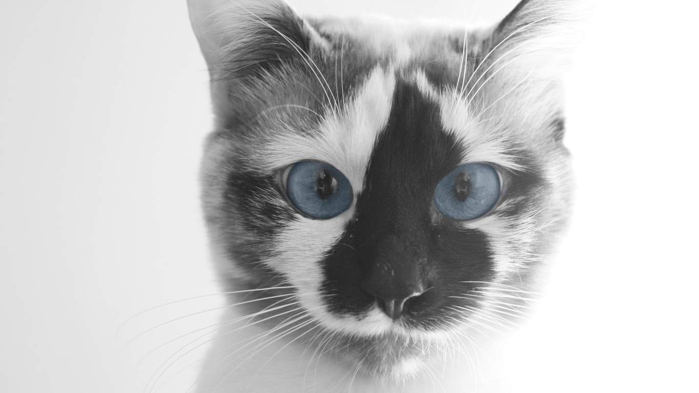 Смешной кот с голубыми глазами