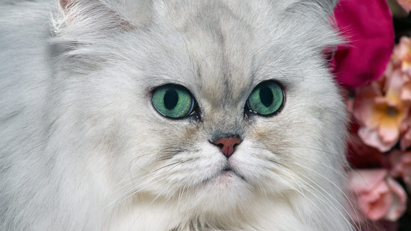 Серый персидский кот