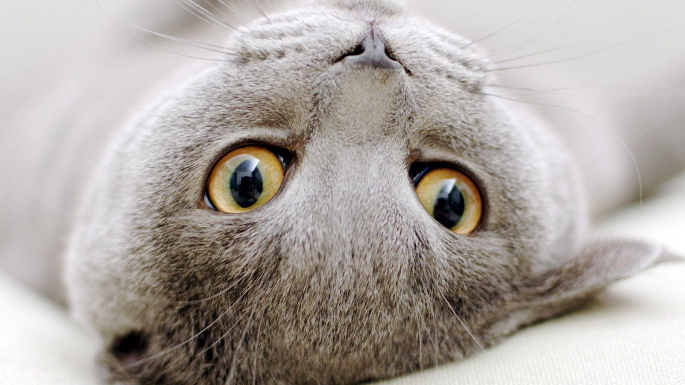 Серый  шотландский вислоухий кот развалился