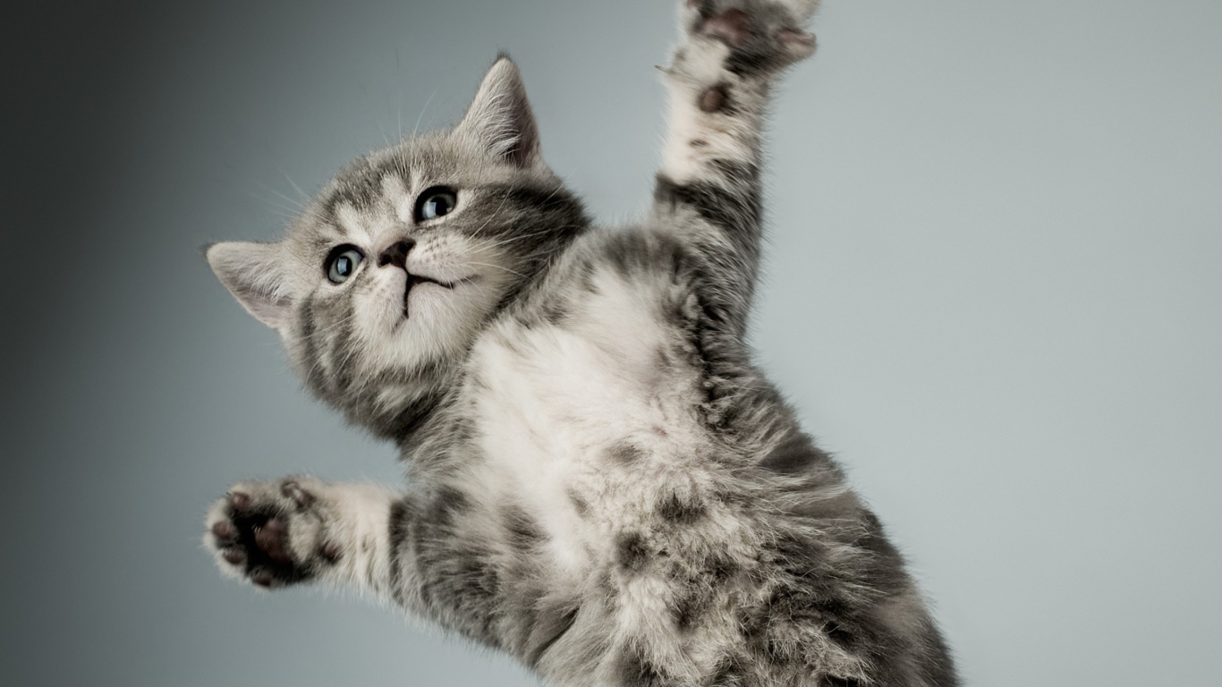 Серый кот в полёте