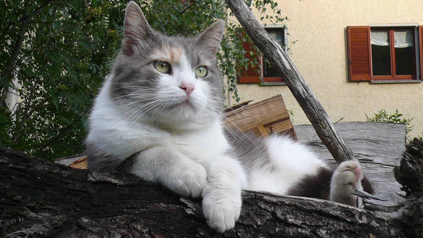 Серый кот лежит на бревне