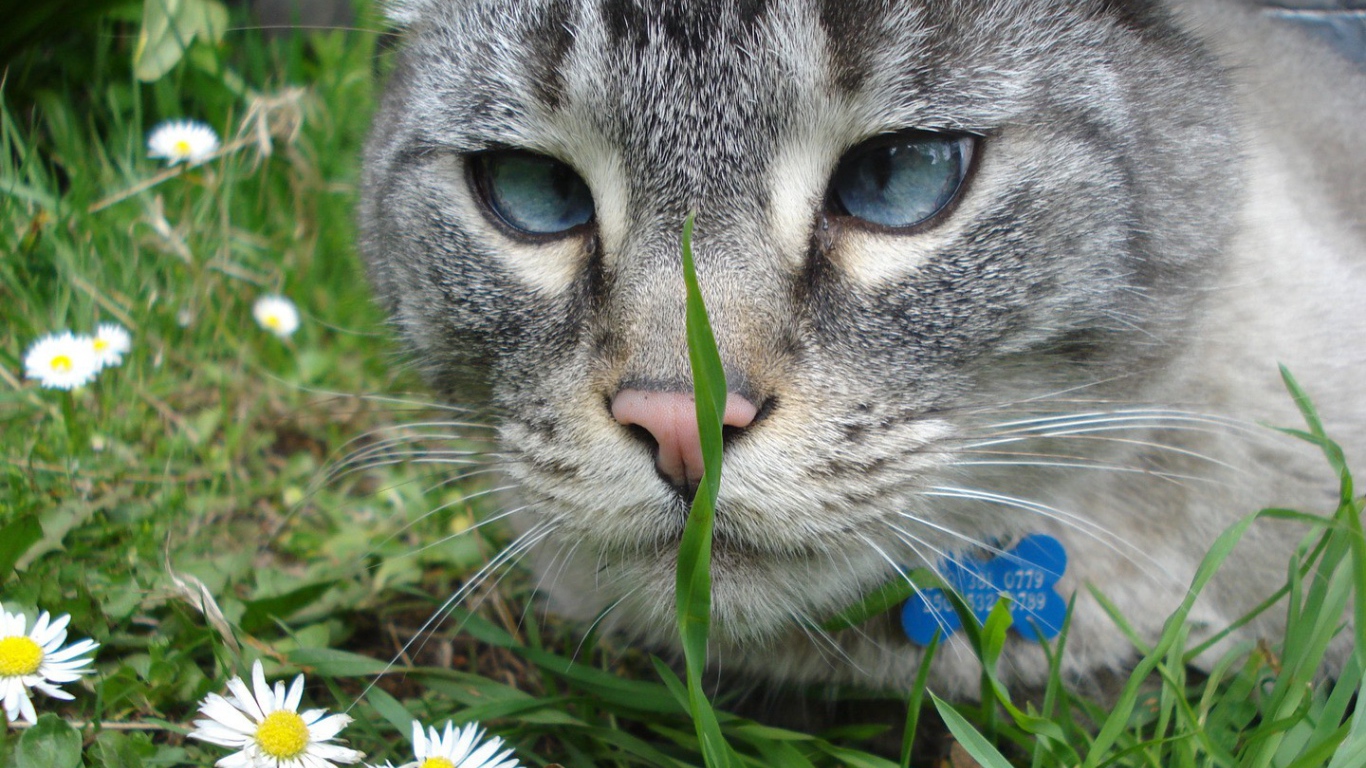 Серый кот смотрит на траву