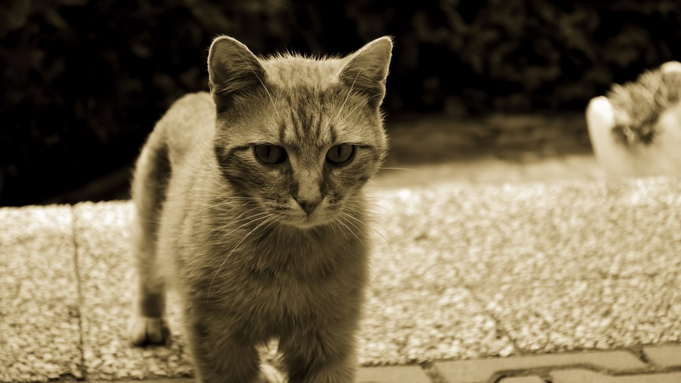 Серый кот с белыми усами