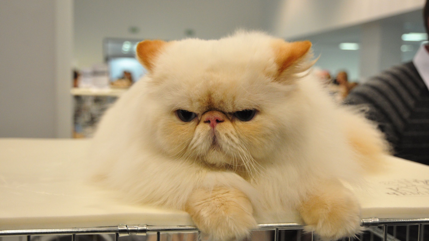 Сварливый персидский кот