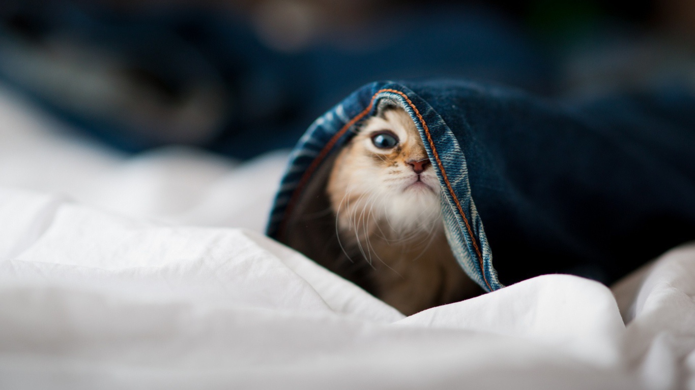 Малыш кот залез в штаны