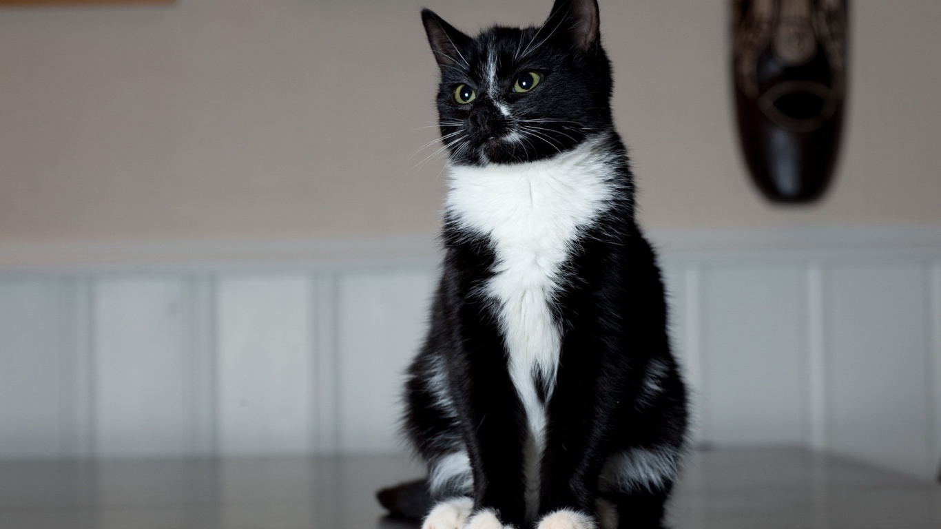 Маленький смешной кот на столе