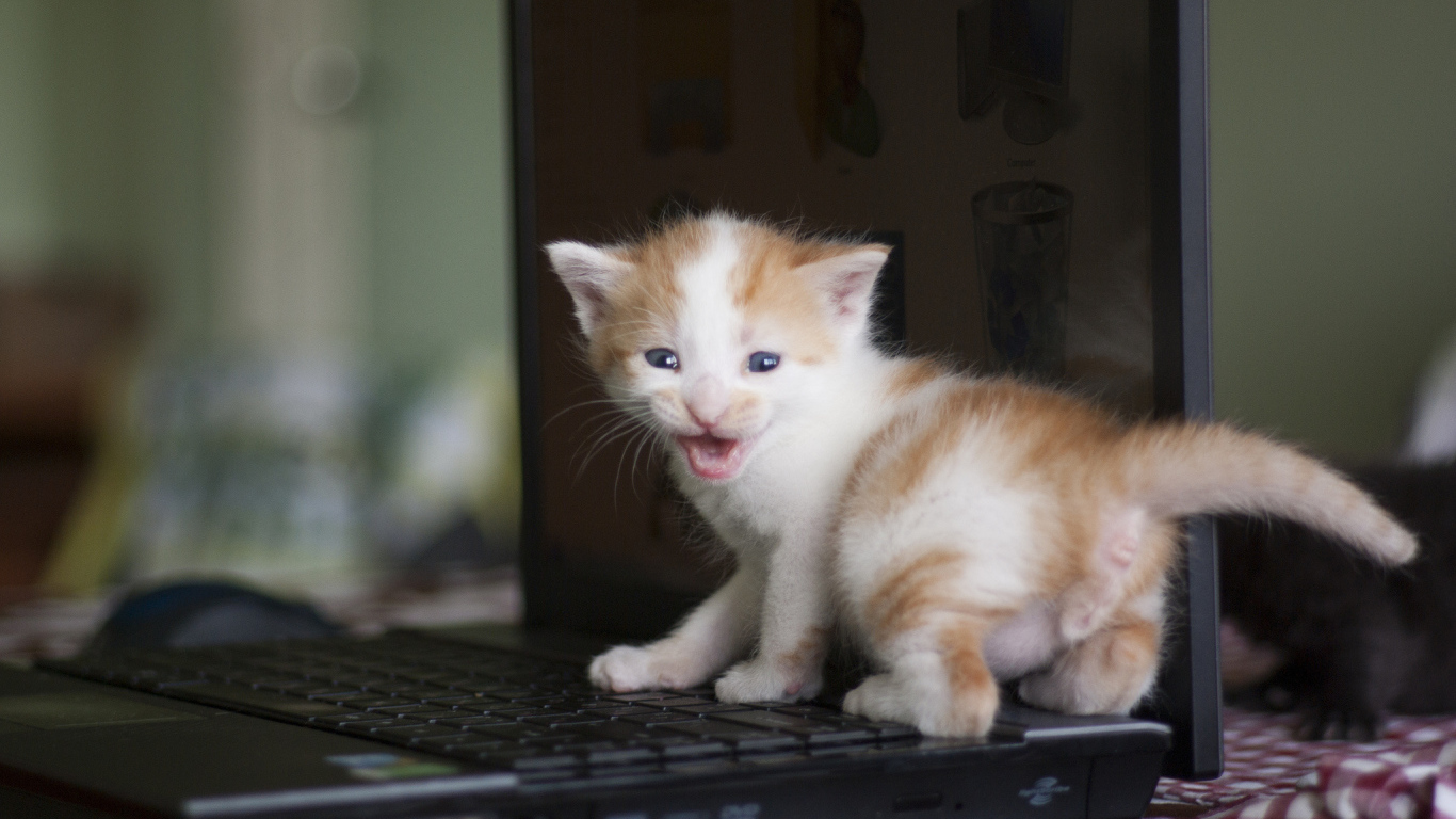 Маленький рыжий кот на лэптопе