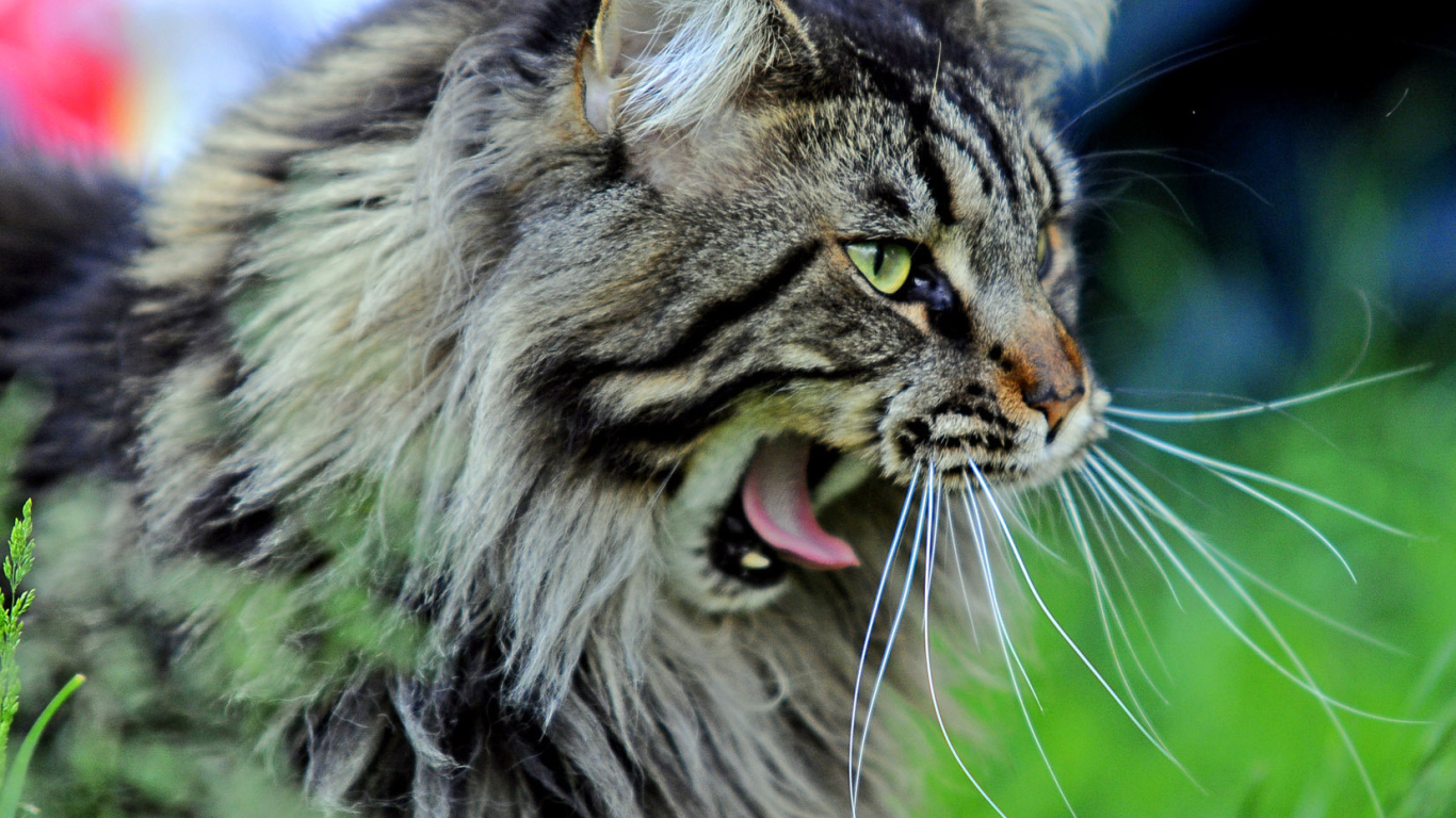 Кот мейн-кун хочет спать