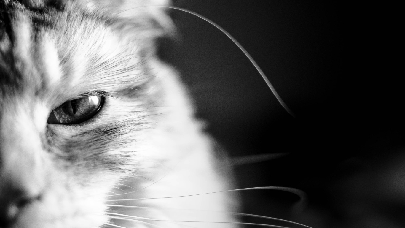 Кот мейн-кун на чёрном фоне