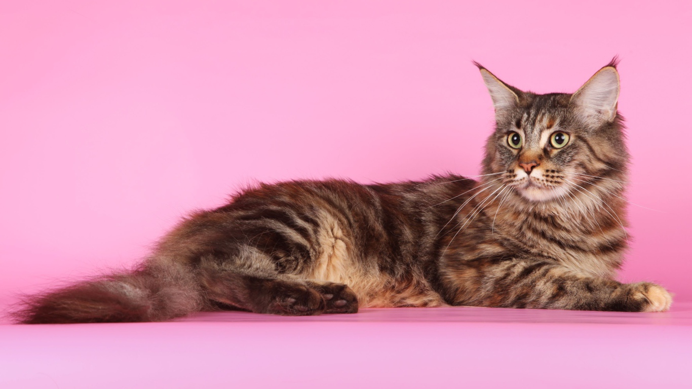 Кот мейн-кун на розовом фоне позирует