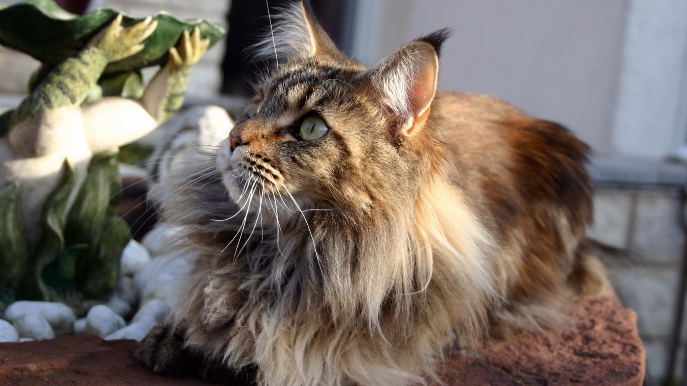 Кот мейн-кун с зелёными глазами кого-то увидел