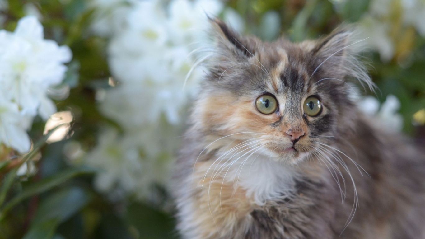 Мартовский кот