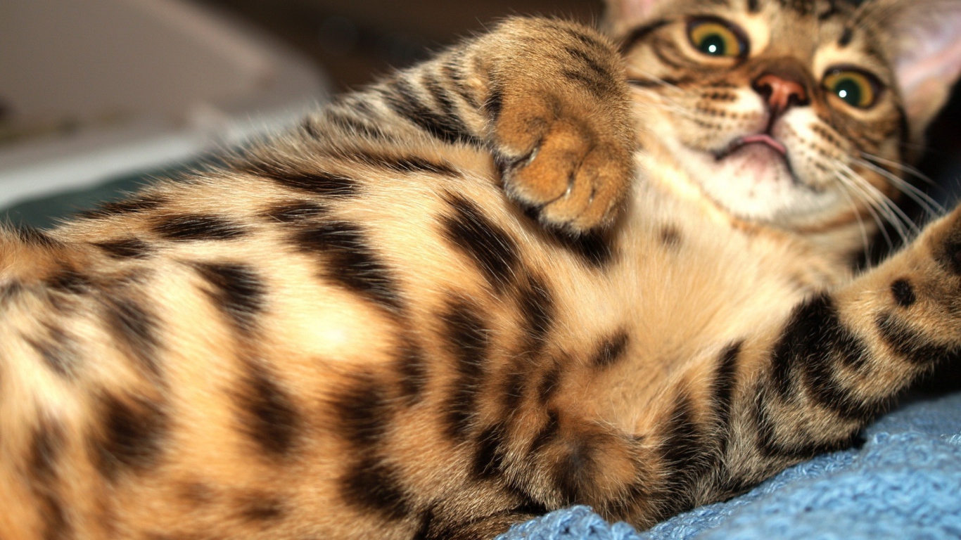 Игривый бенгальский кот