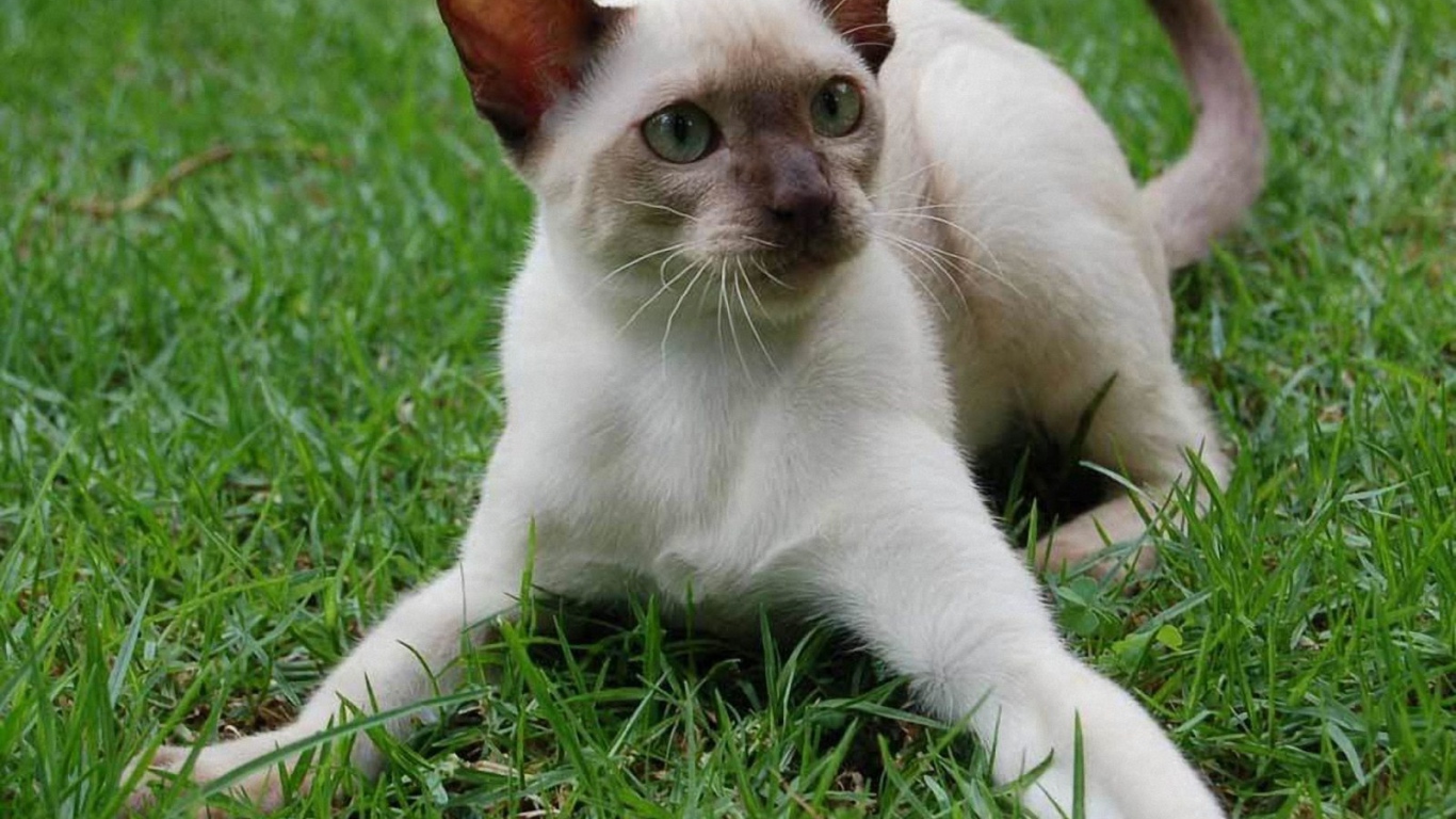 Игривый сиамский кот на траве