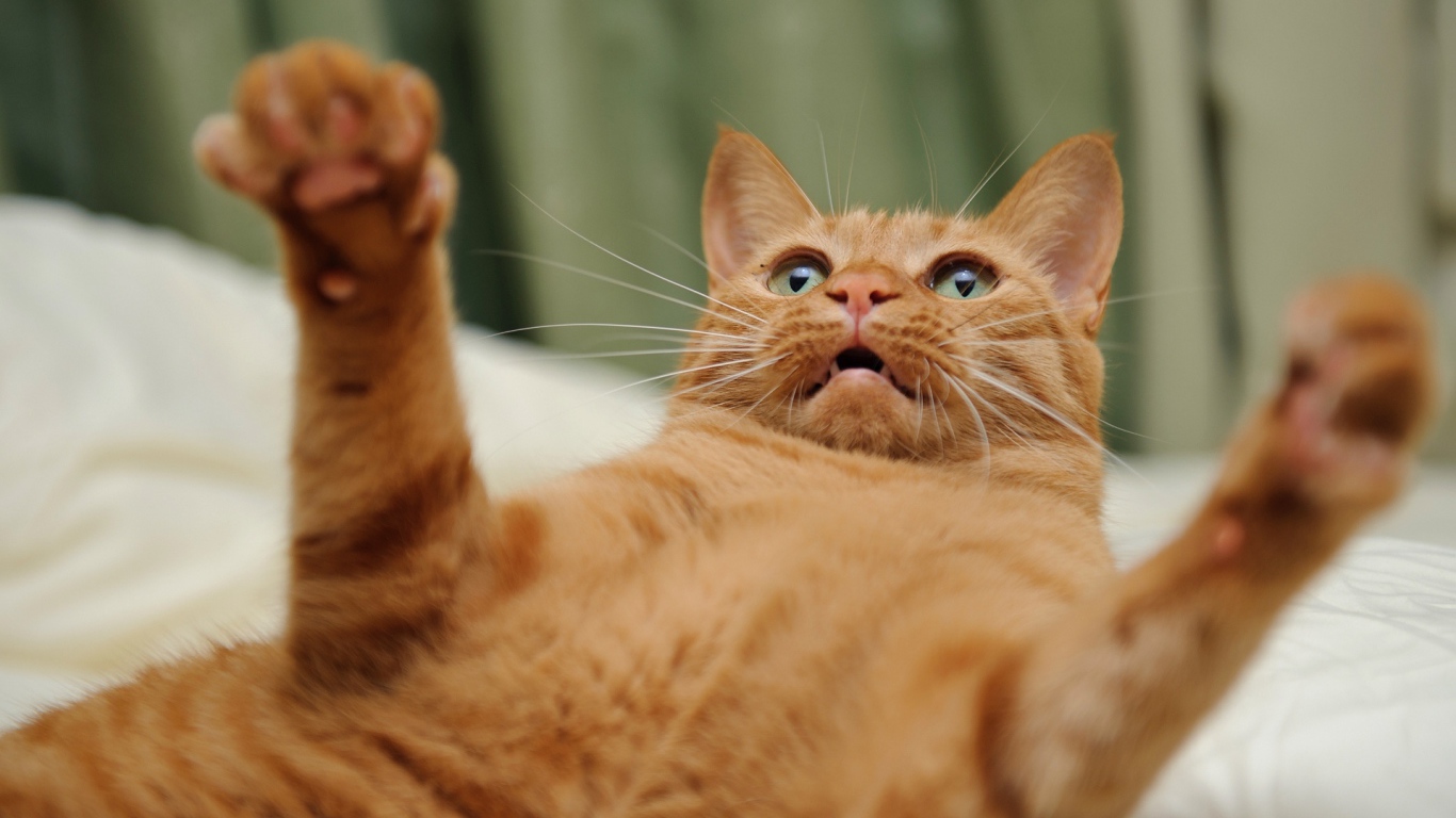 Игривый рыжий кот