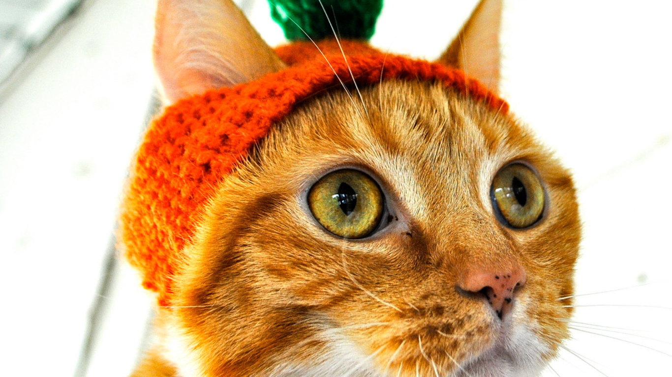 Рыжий кот в шапочке Морковка