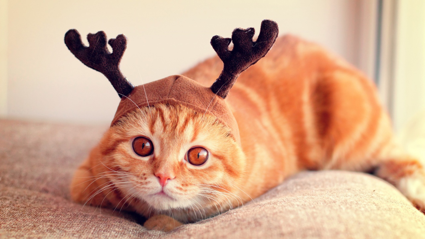 Рыжий кот с рогами