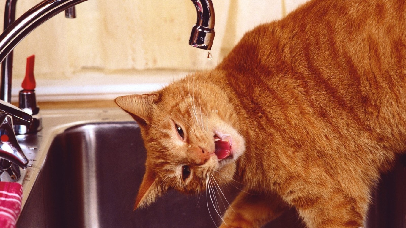 Рыжий смешной кот пьёт воду