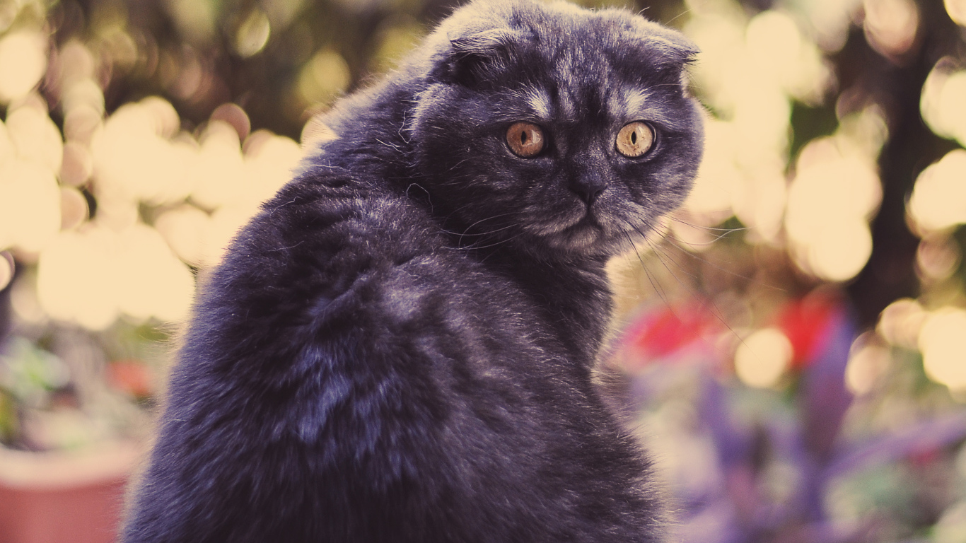 Шотландский вислоухий серьёзный кот