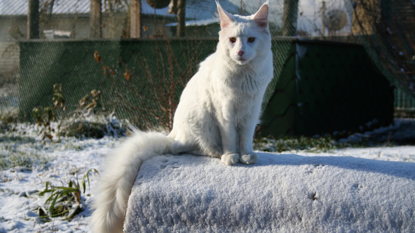 Белый серьёзный кот мейн-кун зимой