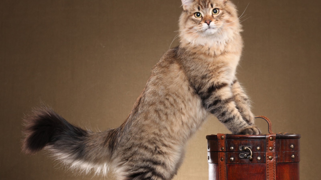 Siberian cat posing on a brown background