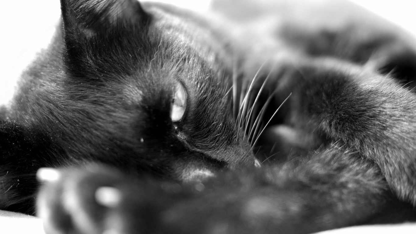 Сонный чёрный кот