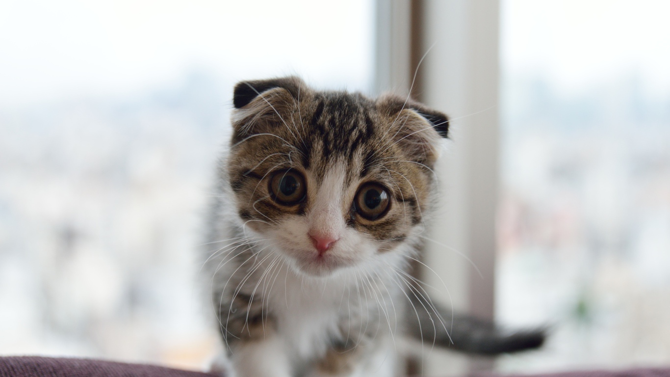 Маленький шотландский вислоухий кот с большыми глазами