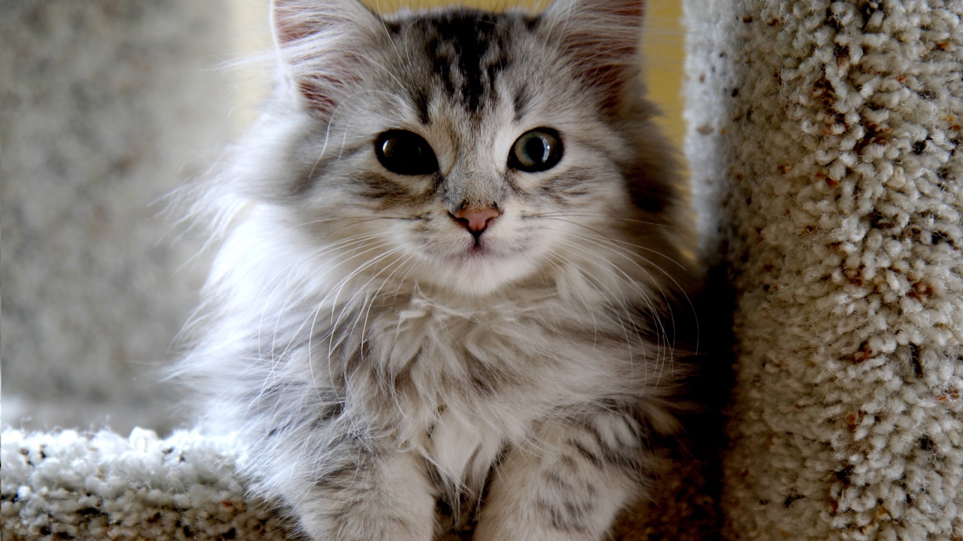 Маленький красивый сибирский кот