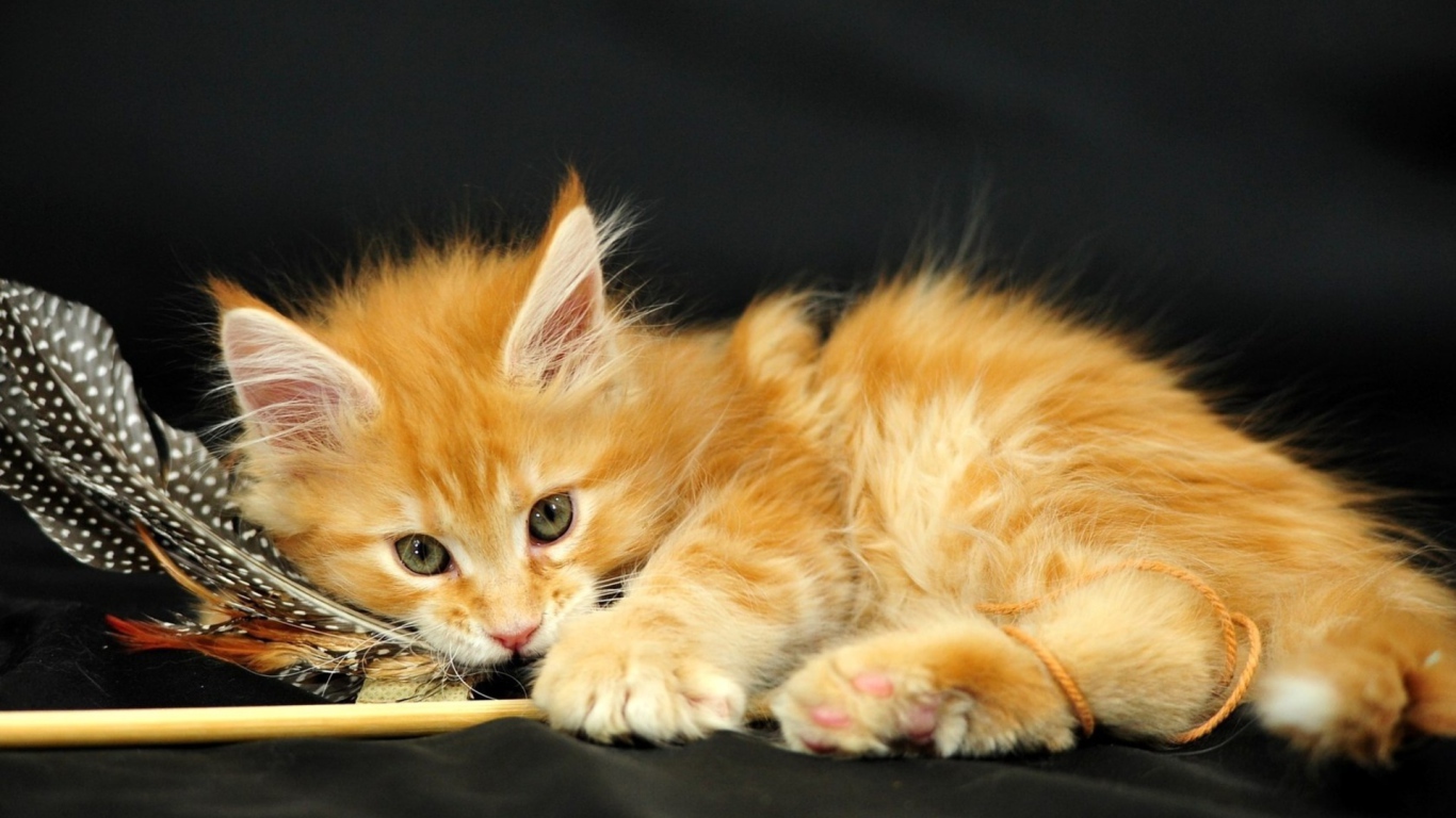 Маленький красивый рыжий кот и перо