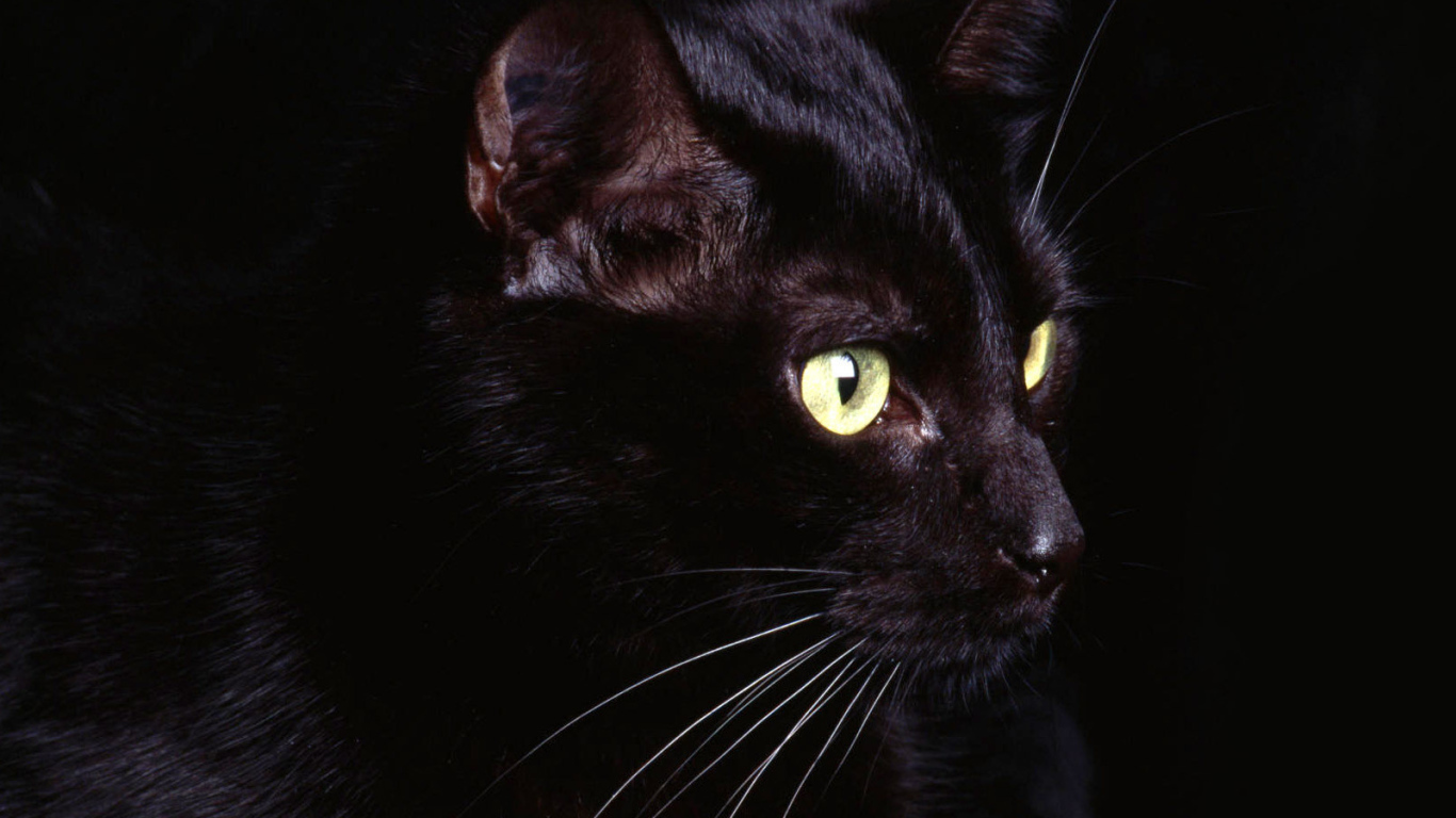 Маленький усатый чёрный кот на чёрном фоне