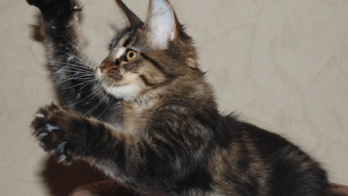 Маленький игривый кот мейн-кун