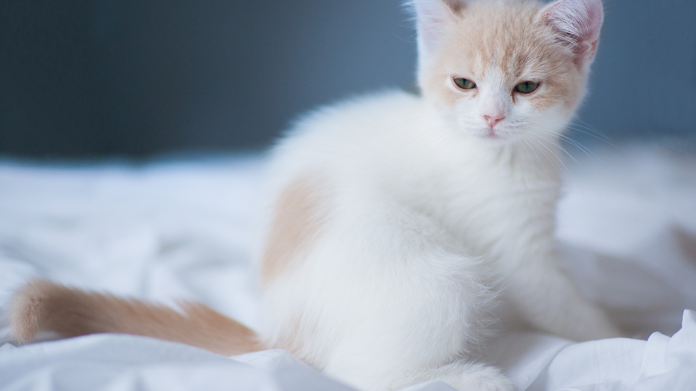 Маленький белый сонный кот