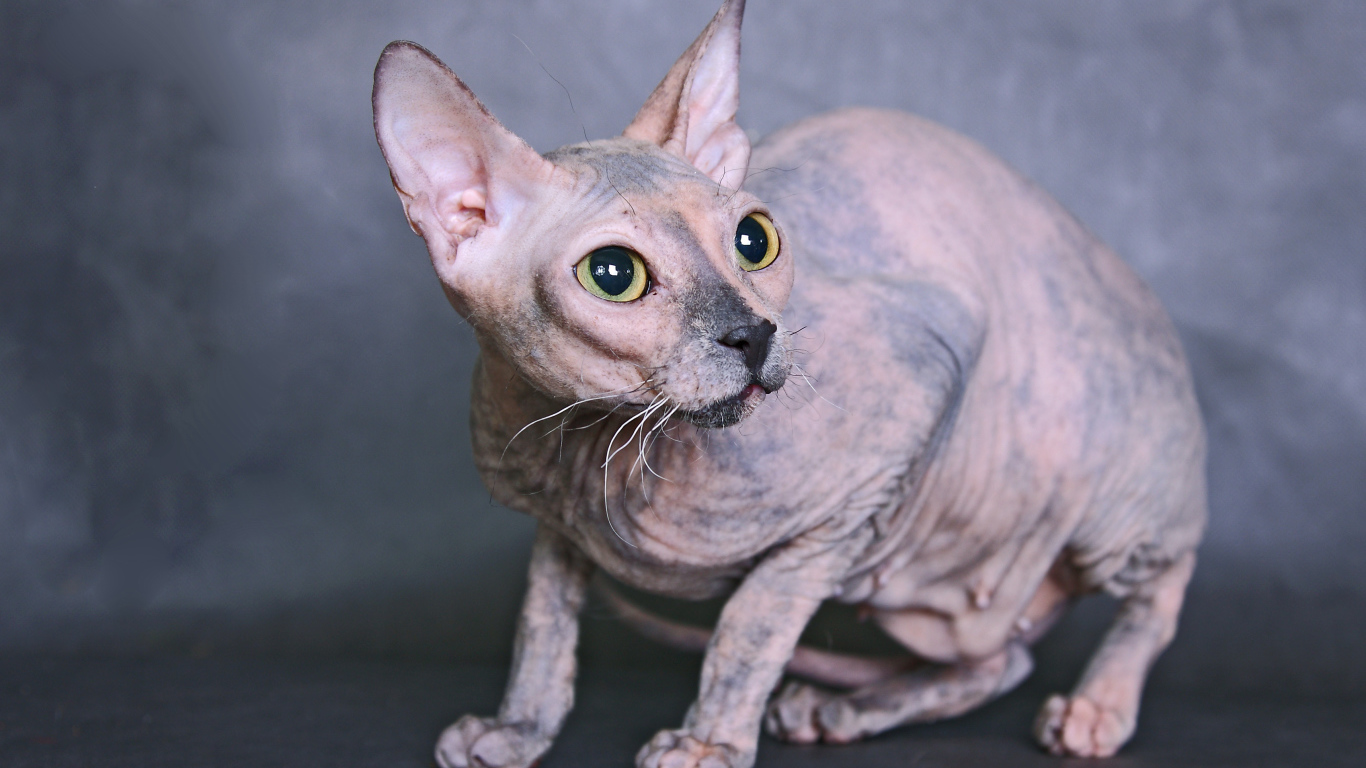 Кот сфинкс на сером фоне