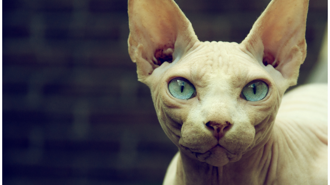 Кот сфинкс с голубыми глазами