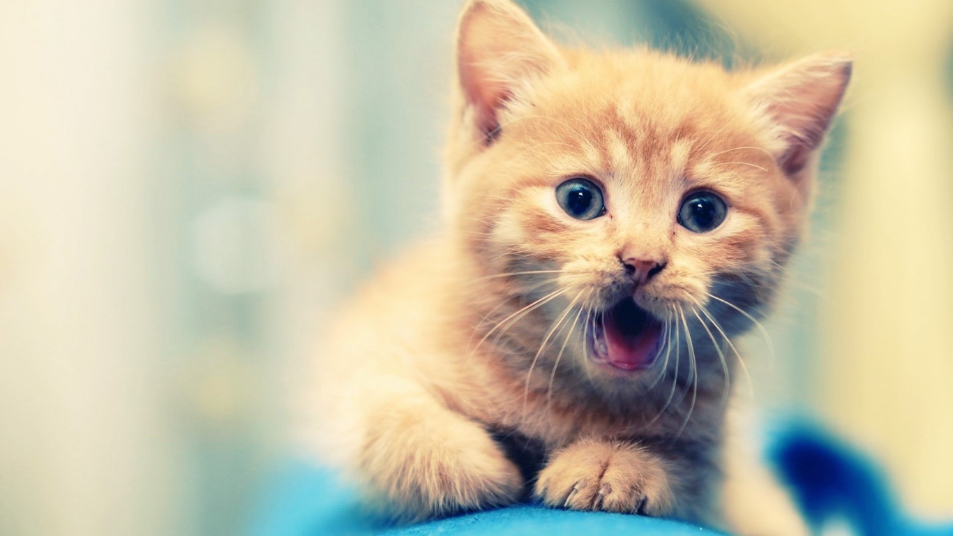 Удивлённый маленький рыжий кот