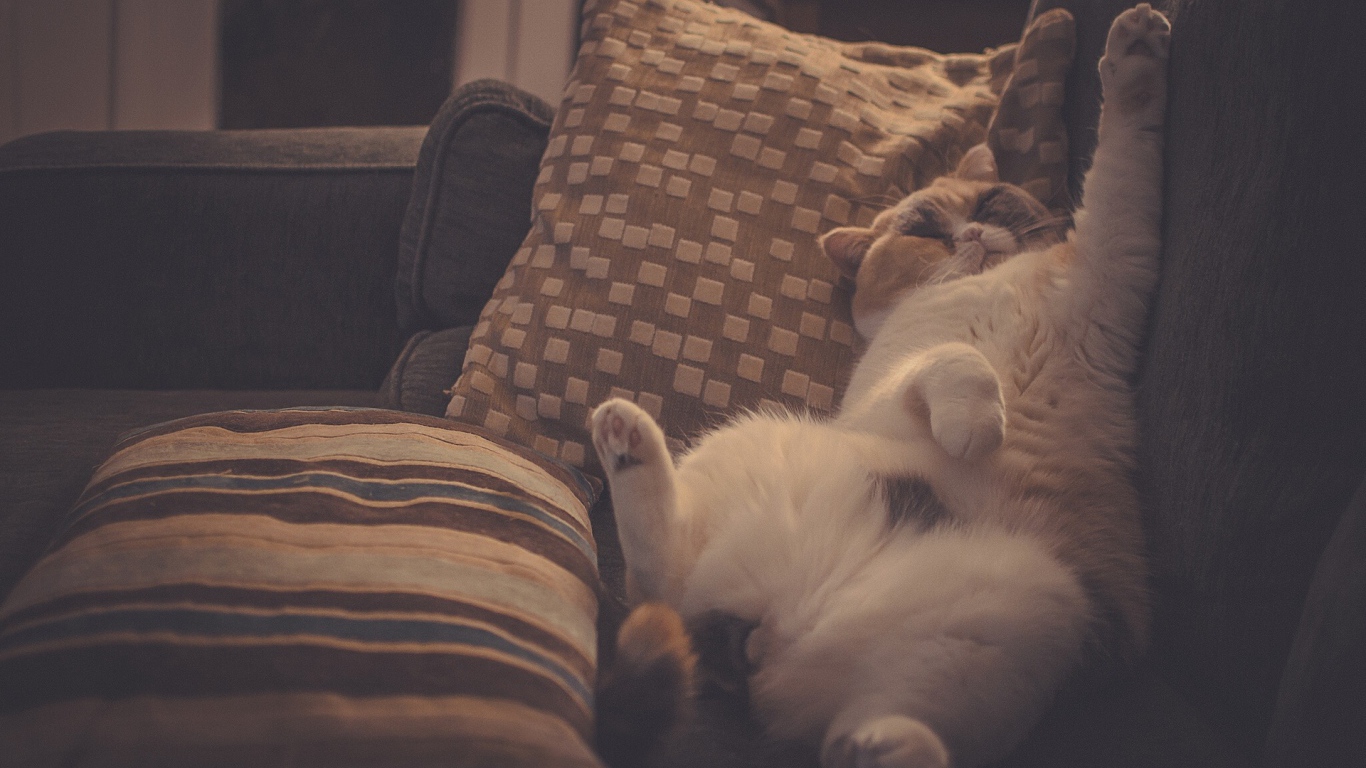 Кот в подушках