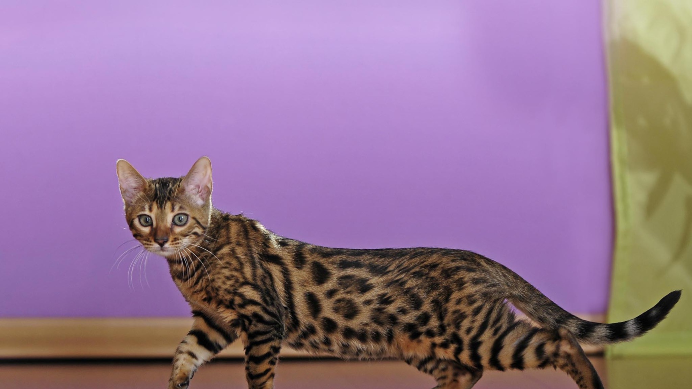 Молодой бенгальский кот крадётся