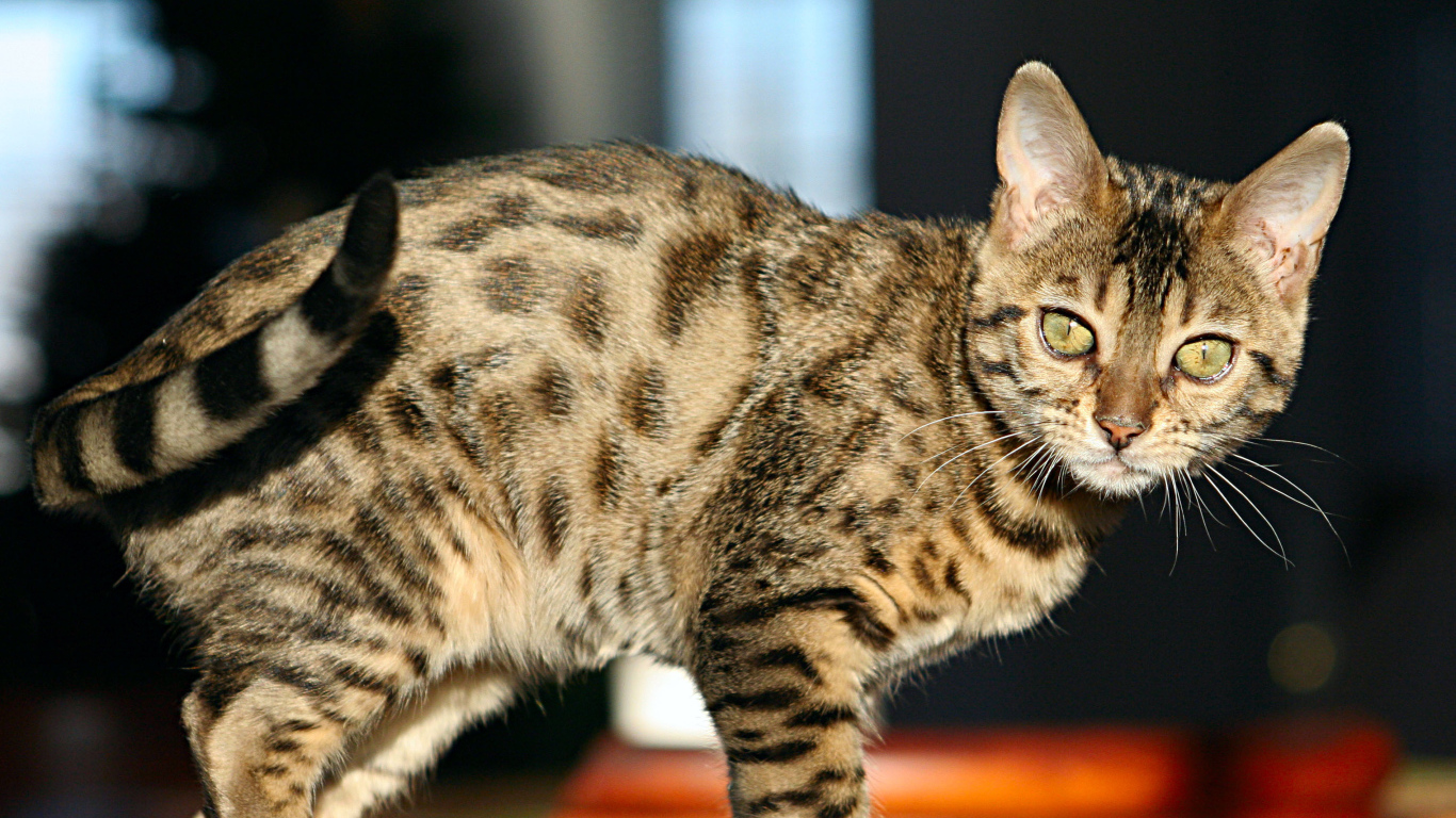 Молодой зеленоглазый бенгальский кот