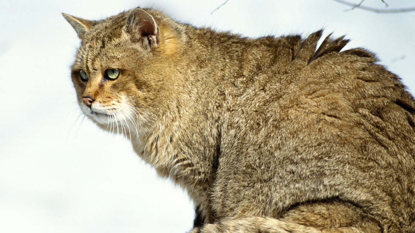 Толстый Мартовский кот